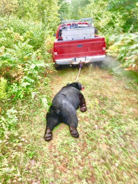 HAMANN DEAD BEAR