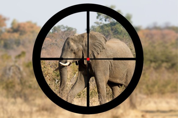 elephant being hunted in africa