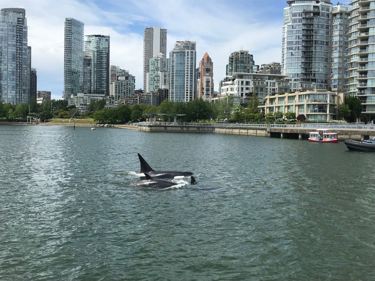 A pod of orcas spotted in Vancouver's False Creek on June 12, 2019. 