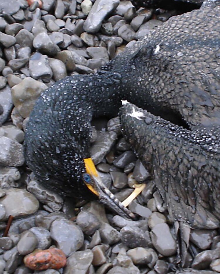 Presqu'ile May 15-16, 2006 (10).jpg